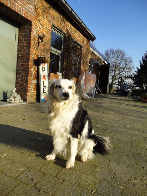 Afbeelding