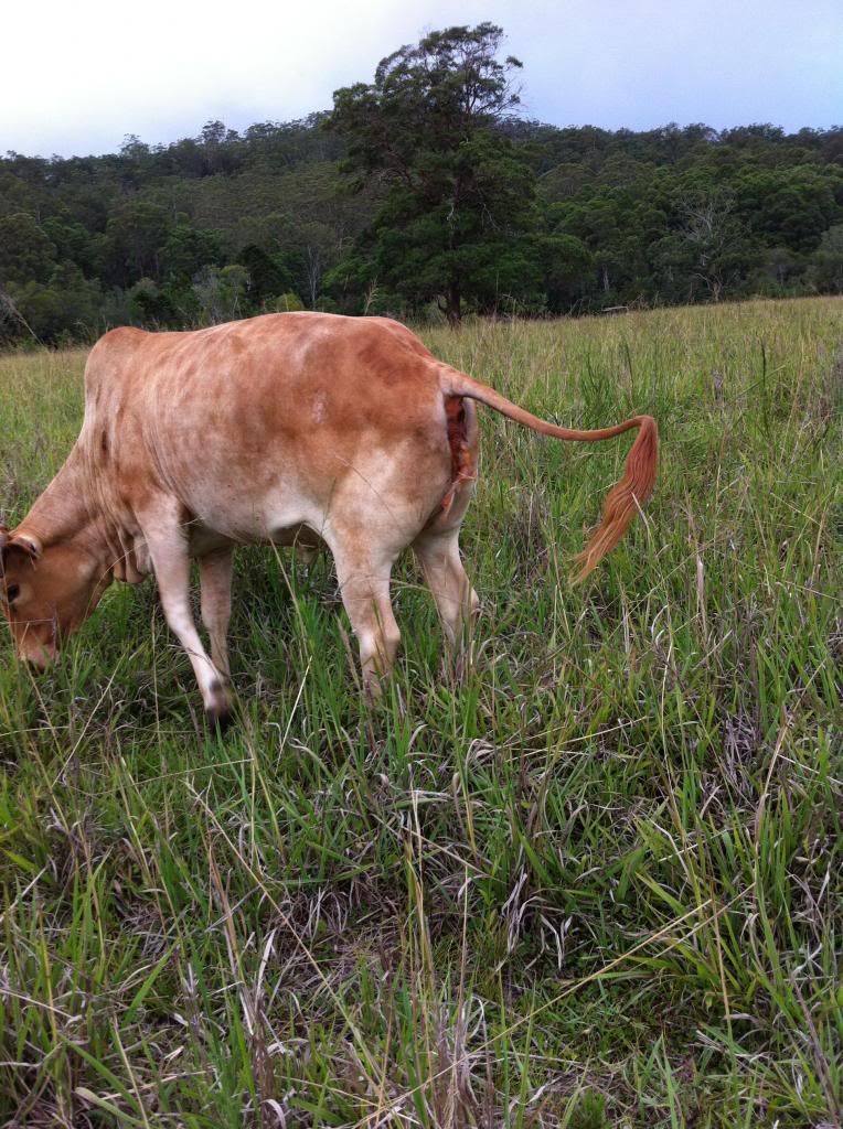 Cow aborting. Anything I need to know or do? Keeping A Family Cow