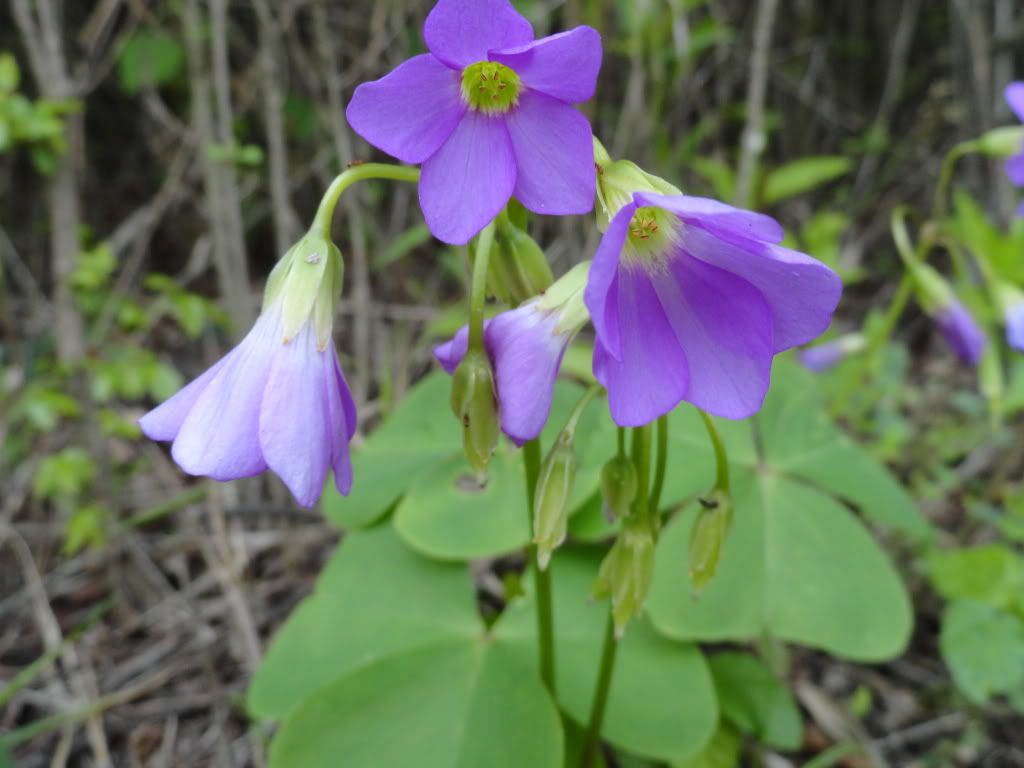 Oxalis triangularis