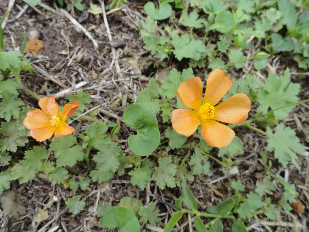 Modiolastrum malvifolium