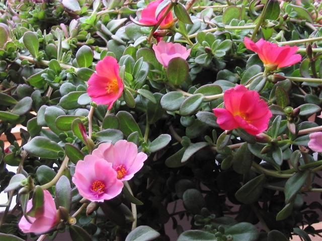  photo IMG_8718Small.jpg