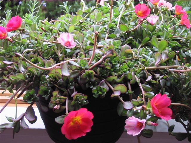  photo IMG_8719Small.jpg