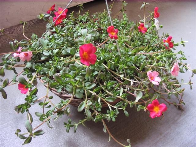  photo IMG_8956Small.jpg