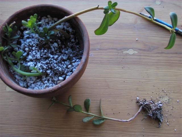  photo IMG_9000Small.jpg