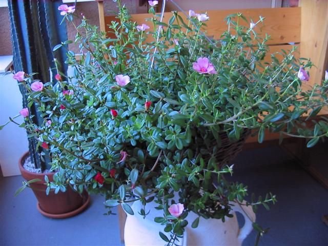  photo IMG_9107Small.jpg