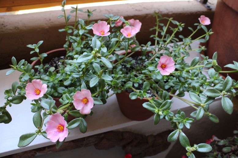  photo PinkPortulaca.jpg