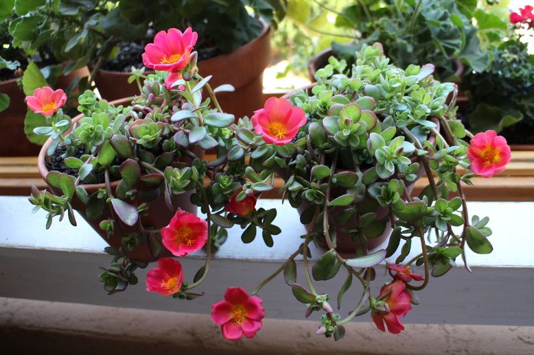  photo ScarletPortulaca.jpg