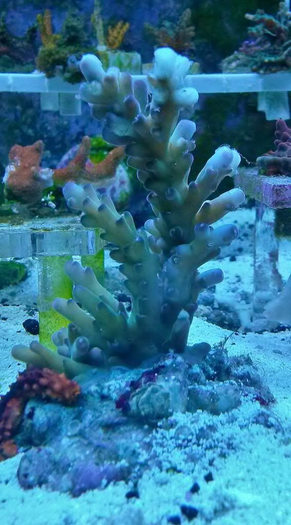 20140217 171414 zps86d7905b - Score @ MCE show off  thread