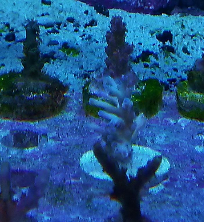 20140217 171525 zpsc97fe955 - Score @ MCE show off  thread