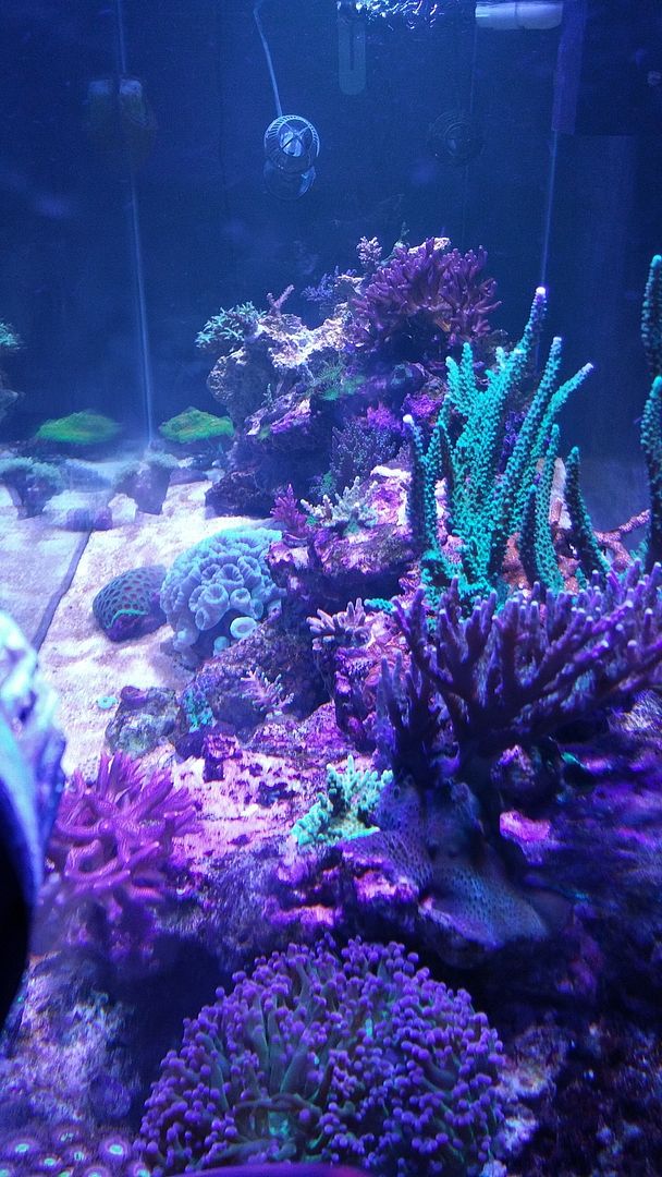20160102 171418 zpsclfp9sit - Member's Official Full Tank Shot Thread
