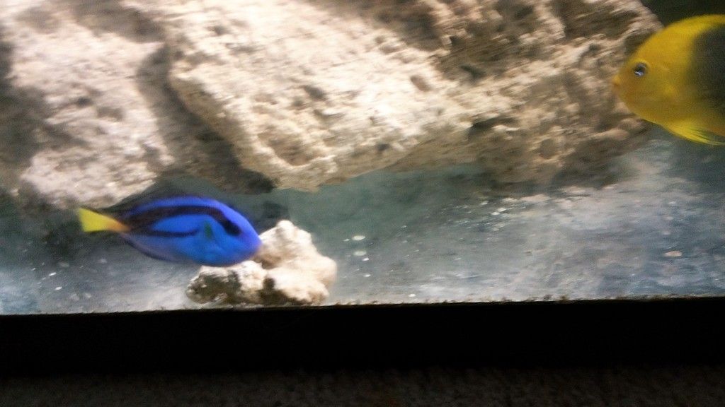20160116 224942 zpsjrj7kitr - Hippo Tang & Rock Beauty Angel up for grabs!!!!
