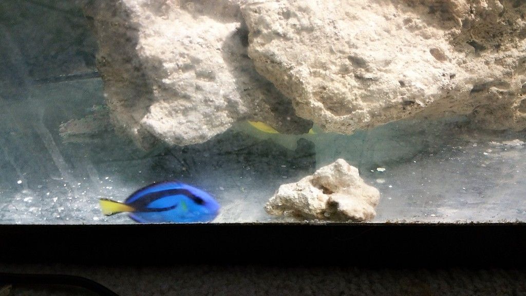 20160116 224957 zpseol65cah - Hippo Tang & Rock Beauty Angel up for grabs!!!!