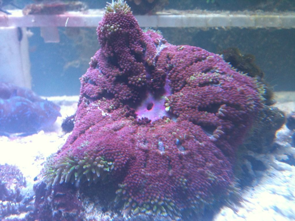 IMG 0126 - Anemone Photo Contest - prize provided by Aquascapers