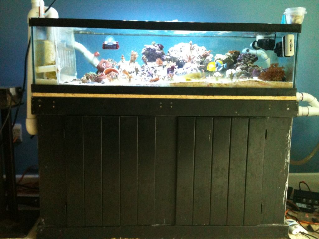 IMG 0179 - 45 gal frag tank w/stand and 50 gal sump
