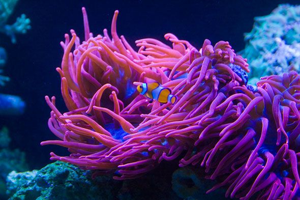 coralReef - Anemone Photo Contest - prize provided by Aquascapers