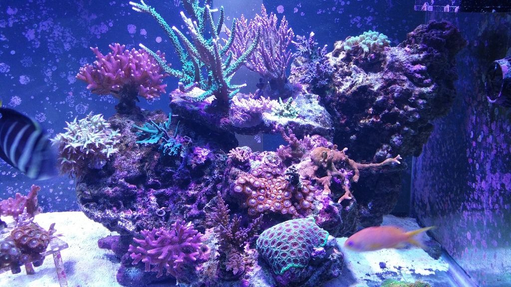 reef20tank20512 zpsl25e4zaj - LPS and SPS Frags Priced To Move!!!!