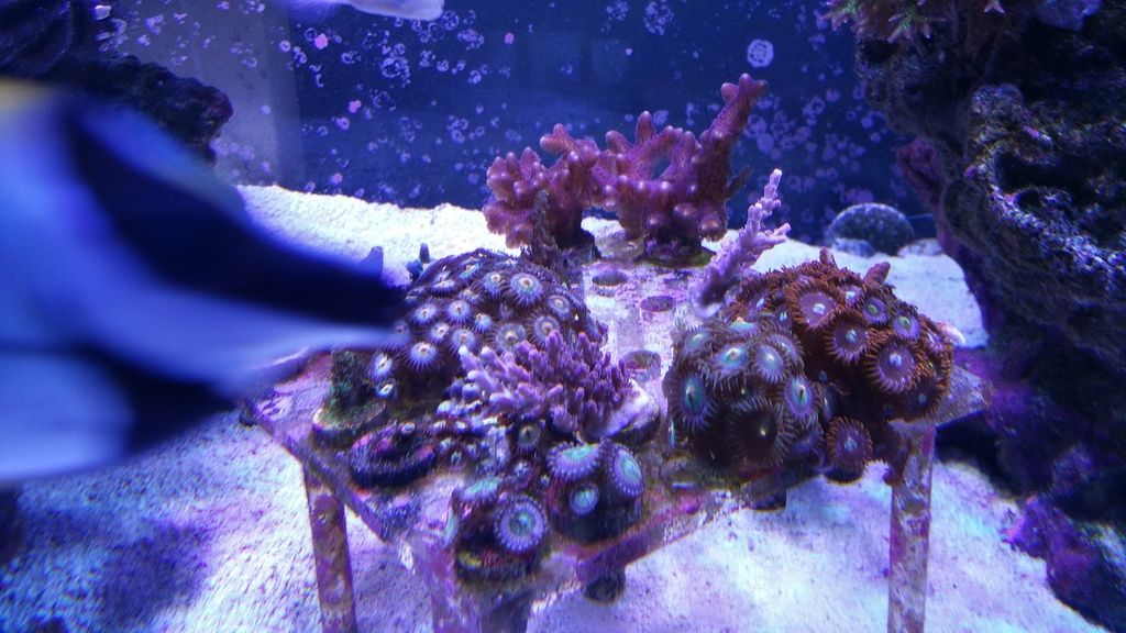 reef20tank20514 zpsxuqbu08i - LPS and SPS Frags Priced To Move!!!!
