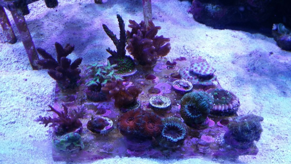 reef20tank20515 zpswxfcglrw - LPS and SPS Frags Priced To Move!!!!
