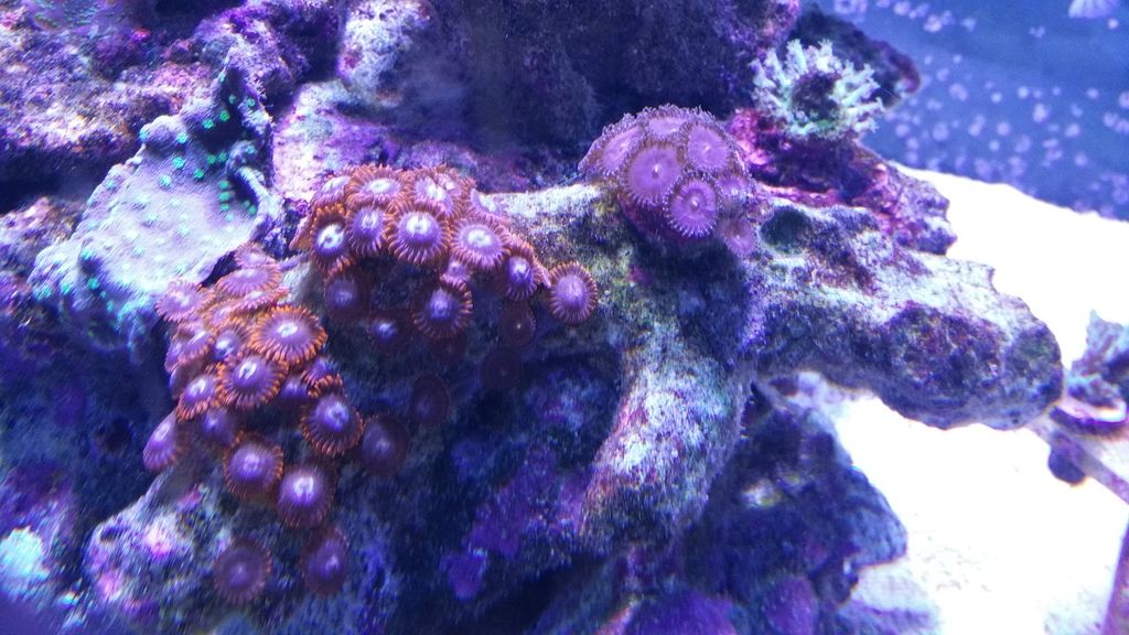 reef20tank20518 zpscvwsvjbg - LPS and SPS Frags Priced To Move!!!!