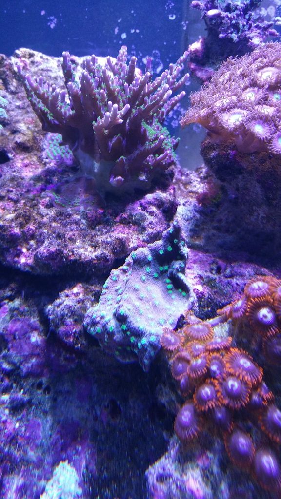 reef20tank20519 zpsooabuusf - LPS and SPS Frags Priced To Move!!!!