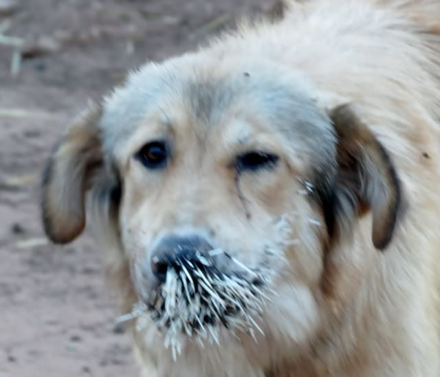 Porcupine Protection - Goats