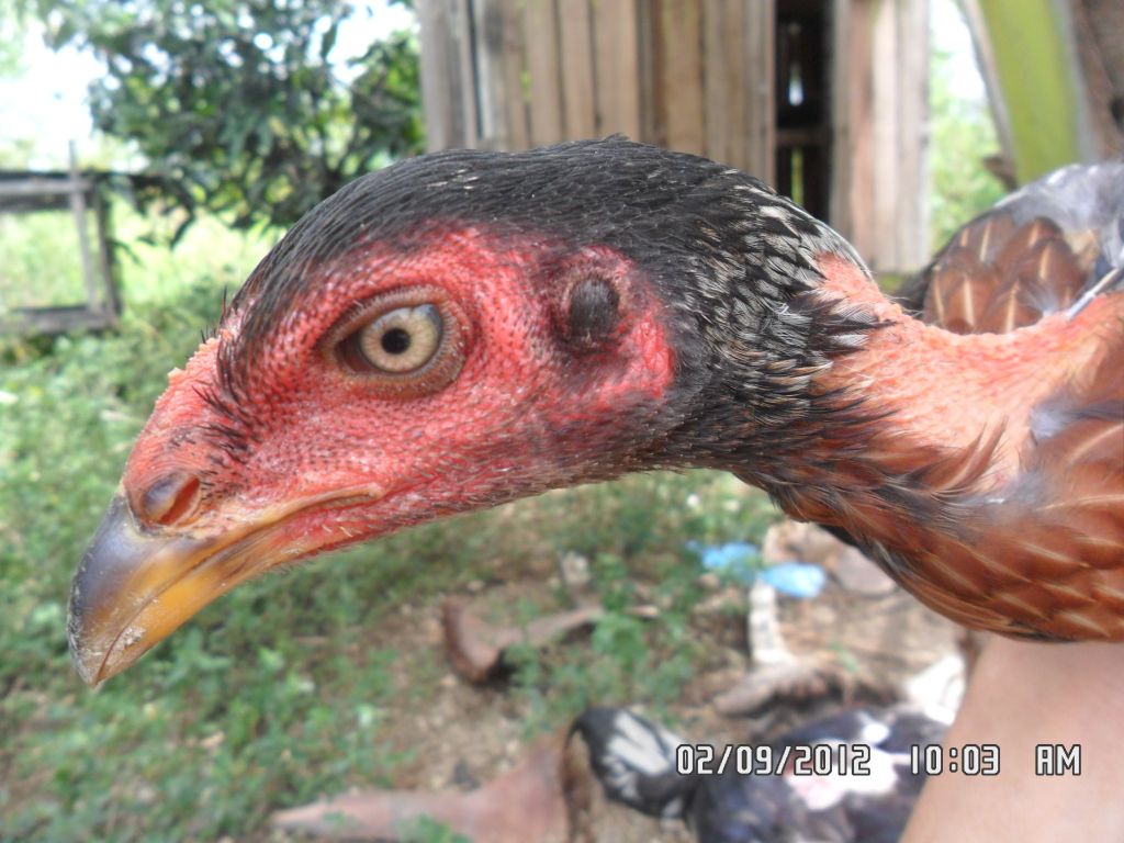 Gà mái không có tích , dái tai