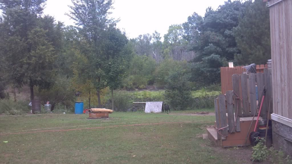 Sandhill Crane - The Great Outdoors