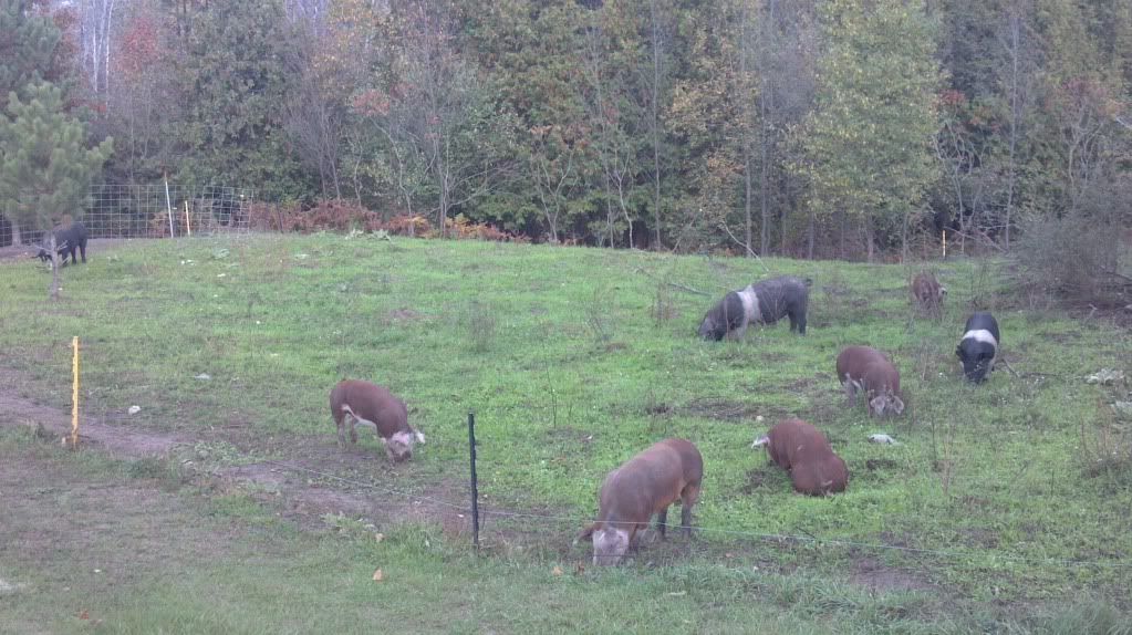 winter pasture - Pigs
