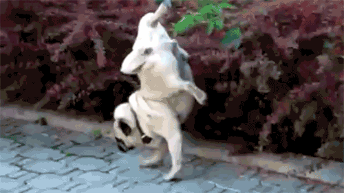 perro_meando_pino.gif
