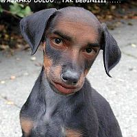 Gambar 20anjing Pictures Images Photos Photobucket